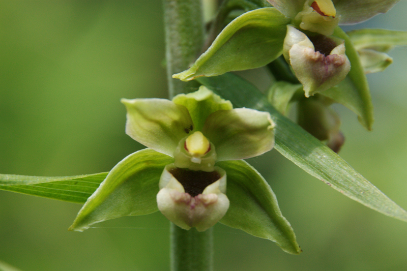 Orchidee Breitblättrige Stendelwurz Orchidee Breitblättrige Stendelwurz