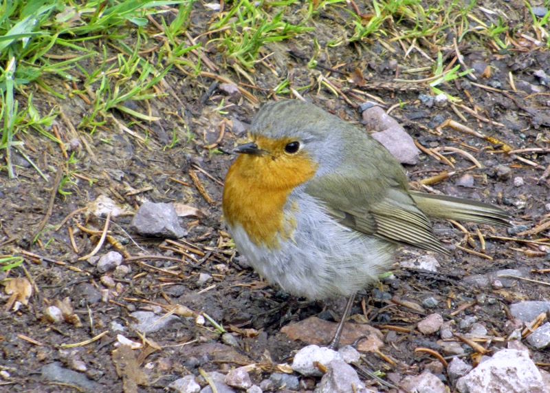 Rotkehlchen Rotkehlchen