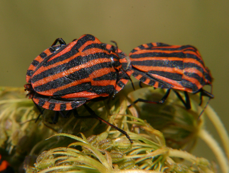 Streifenwanze Streifenwanze