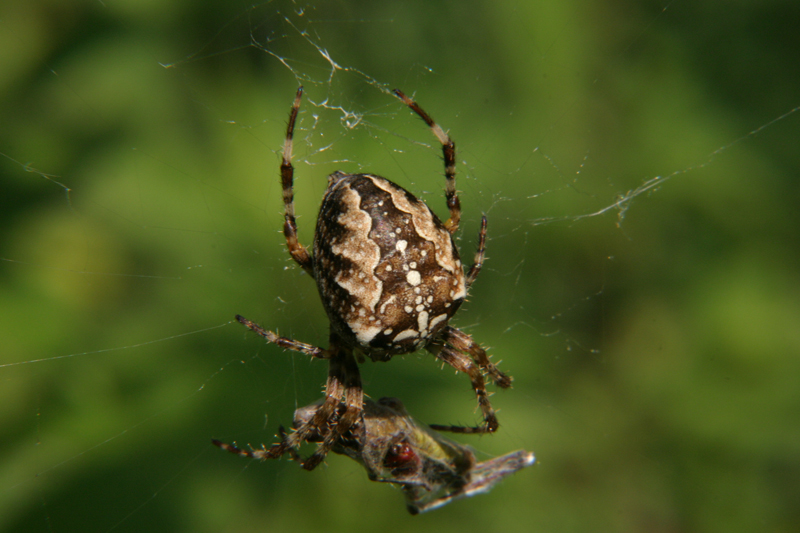 Kreuzspinne Kreuzspinne