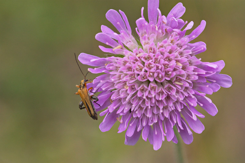 Schmalbock auf Ackerwitwenblume Schmalbock auf Ackerwitwenblume