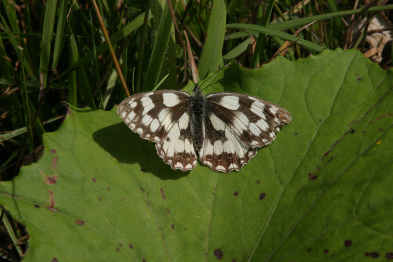Schachbrettfalter Schachbrettfalter